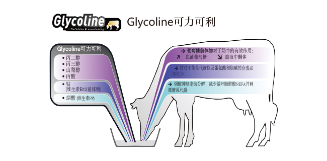 奶牛圍產期智能化解決方案
