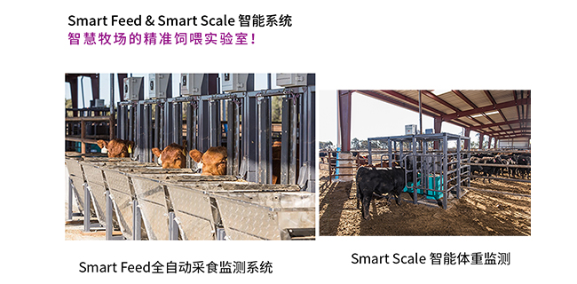 智慧牧場精準飼喂解決方案