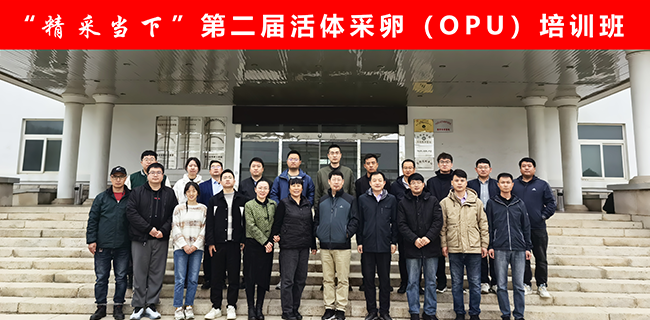 順利結(jié)業(yè) | “精采當(dāng)下”全國(guó)第二屆奶牛活體采卵（OPU）培訓(xùn)班圓滿結(jié)束