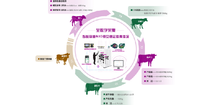 厲害！這套系統(tǒng)能同時(shí)測(cè)量體重體高和體況，全國(guó)大型牧場(chǎng)都在用