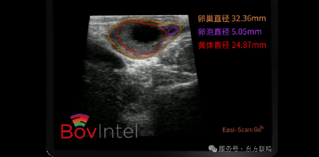 AI賦能繁育師 | 超聲重構(gòu) · 智影未來(lái)-BovIntel軟件，聚焦受胎率提升，輔助人工繁育診斷