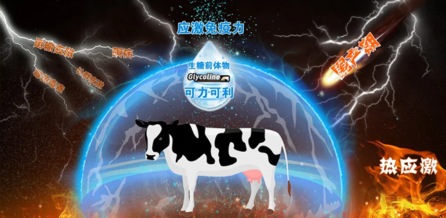 課程回顧 | 奶牛熱應(yīng)激和圍產(chǎn)期“能量管理”法寶